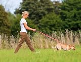Taglory Dog Leads for Small Medium Dogs 2 cm Wide 180 cm Pink Reflective view 3
