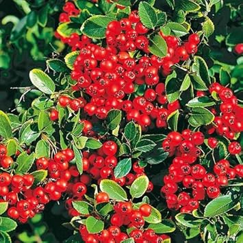 Feuerdorn Red Column Pyracantha Rot Immergrune Pflanze Als Sichtschutz Hecke Heckenpflanze Kletterpflanze Von Garten Schluter Amazon De Garten