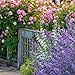 2015 English Country Gardens Wall Calendar
