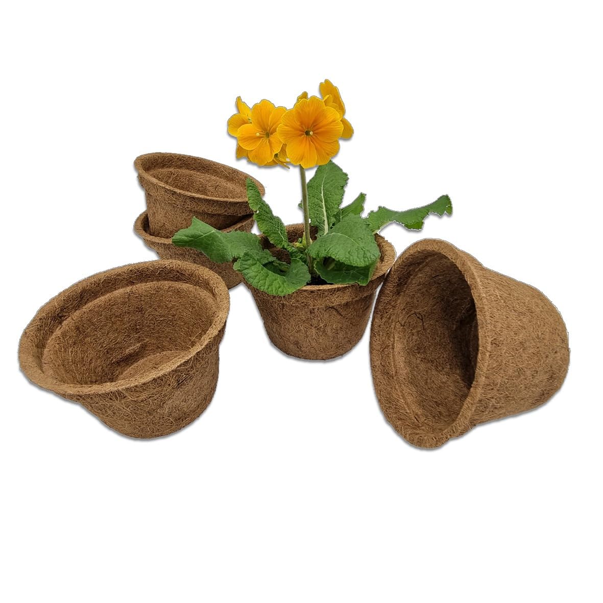 Coir Plant Pots/Each 1 Litre Volume, 14cm / Pack of 5 in box/Eco Friendly, Plastic Free, Compostable/Made From Coir Fibre and Natural Rubber