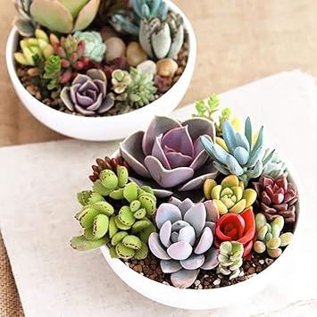 FLORAL TREASURE Mixed Lithops Seeds Living Stones Succulent Cactus Organic Seeds - 20 seeds
