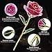 econoLED Long Stem Dipped 24k Gold Trim Red Rose in Gift Box,Valentines Gifts for Couples, Cute Valentines Day Gift Ideas, Good Couple Gifts for Valentines, Romantic (Purple)