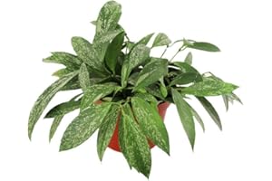 Hoya Pubicaly X Splash Wax - 4'' from California Tropicals