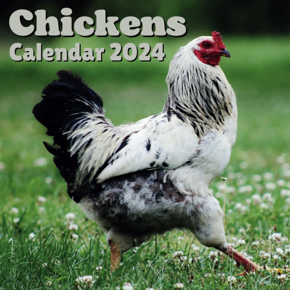 Chickens Calendar 2024: 16 Months , Organizer From September 2023 to December 2024 ,For Animals lovers , Men , Women , Girls , Boys