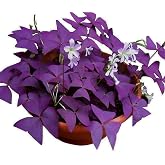 Oxalis Triangularis 10 Bulbs - Purple Shamrocks Lucky Lovely Flowers Bulbs Grows Indoor or Outdoor