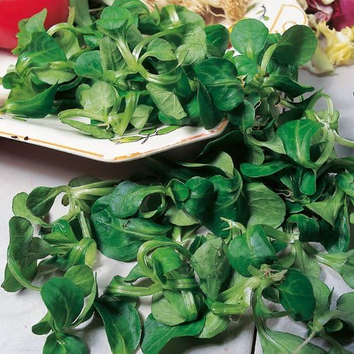 3 Grams Approximately 2100 Seeds Corn Salad Volhart 3 Lambs Lettuce French Salad Good for Planters Fresh Seeds