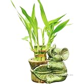 6-Stalk of 4" Live Lucky Bamboo Plant in Ceramic Elephant Vase Easy Care Indoor Houseplant for Home, Office Desk D&eacute;cor, Feng Shui Good Luck Gift, Housewarming Gift