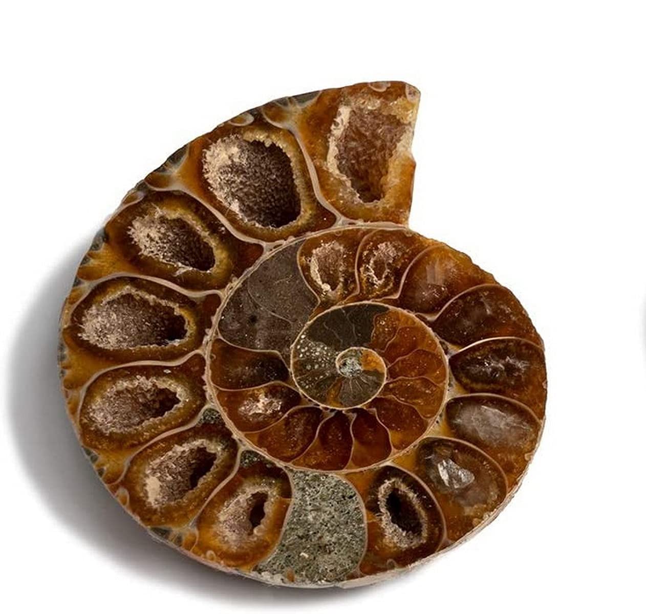 Serafino Genuine Fossil Madagascan Ammonite 150 Million Years Old! Jurassic Real Fossil Shell Madagascar Fossil Great Gift For Science Education Collection