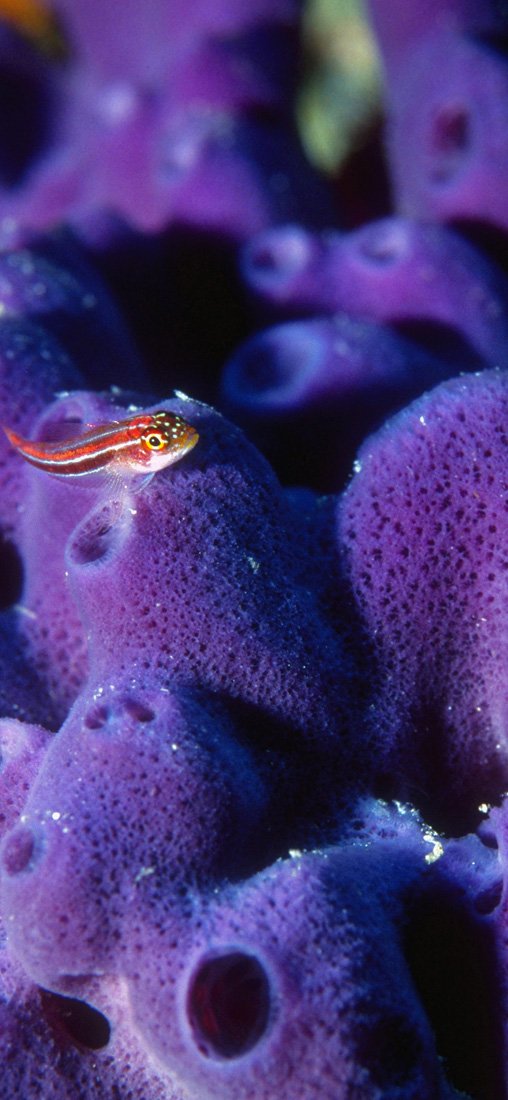 PeelitStickit Underwater, Undersea Wall Murals, ID-109, vinyl