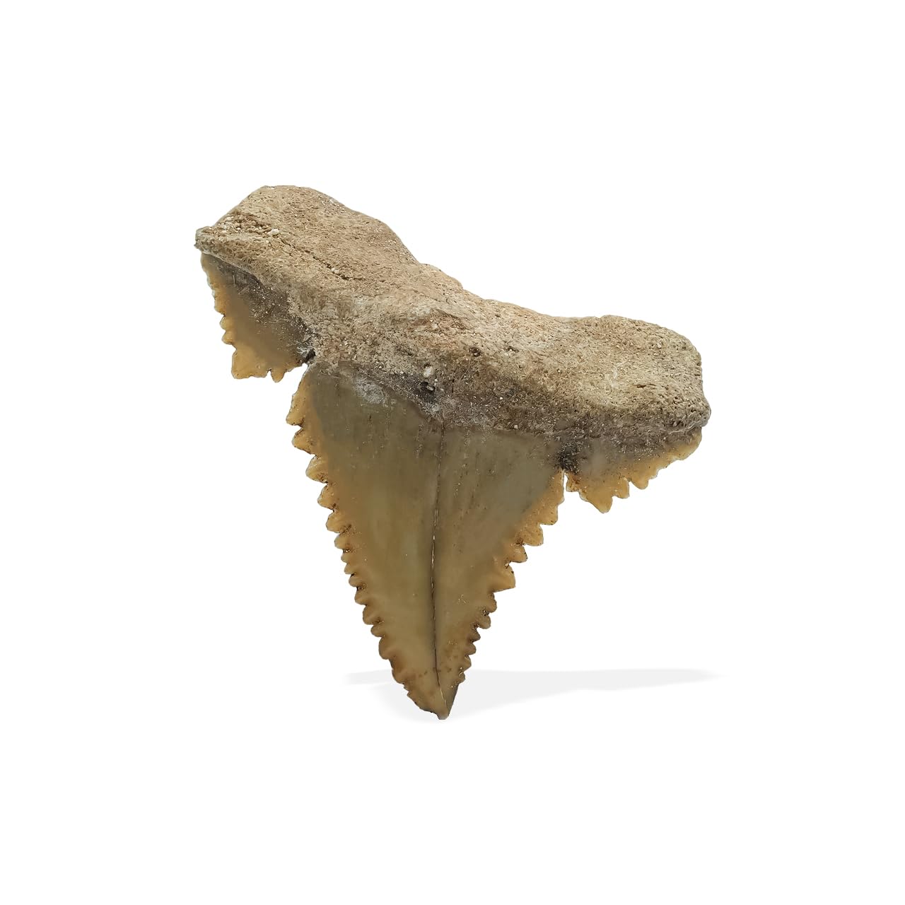 Starborn rare collectors fossils, Small, Gemstone, Fossil