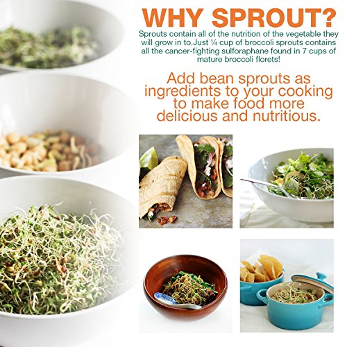 6 Pack Sprouting Lids for Wide Mouth Mason Jars Canning Jars,304 Stainless Steel Sprouting Jar Lid Kit Sprout Generator… 6 6 Pack Sprouting Lids for Wide Mouth Mason Jars Canning Jars,304 Stainless Steel Sprouting Jar Lid Kit Sprout Generator… - Image 7