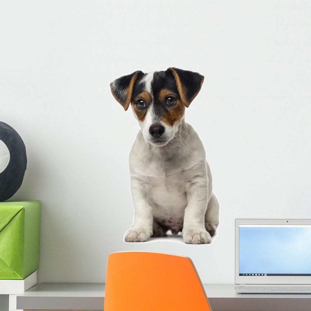 jack russell terrier 2 months old