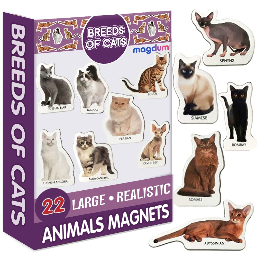 Fridge Magnets For Toddlers Magdum - 22 CAT breeds PHOTO Fridge Magnets - Animal Magnets For Toddlers - Fridge Magnets For Kids - Kids Magnets - Magnetic Shapes - Magnet Toy - Kids Magnets For Fridge