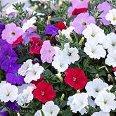 Dwarf Mix Petunia Flower Seeds, Pack of 20,000+ Seeds by Seeds2Go