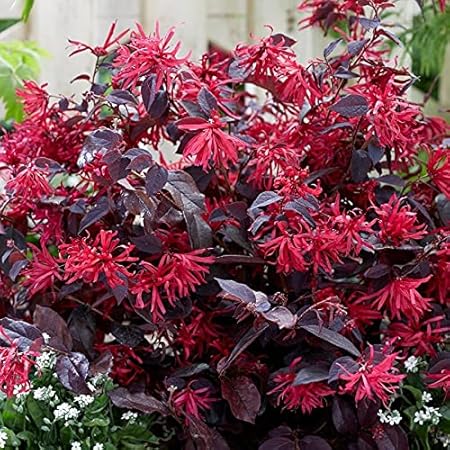 Aiden Gardens Bushy Chinese Fringe Plant Loropetalum Red - 1 Healthy Live Plant