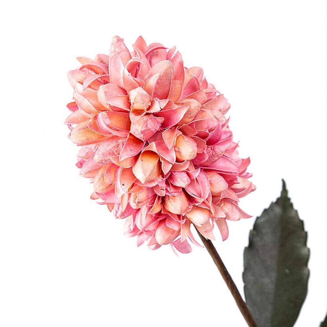 Piokikio Dutch Hyacinth Flower Seeds Home Garden DIY Plants Decoration Flowers