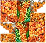 4 Packs x 100 Sea Buckthorn - Seaberry Sea Berry - Hippophae Rhamnoides - Medicinal Shrub Seeds - VERY HIGH ANTIOXIDANTS LEVEL - Zones 3 & UP - By MySeeds.Co