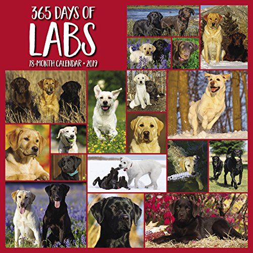 365 Days of Labs 2019 Wall Calendar (Dog Breed Calendar) by 