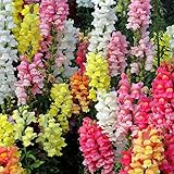 Giant Ruffled Tetra Mix Snapdragon Seeds Certified 500 Seeds (Antirrhinum Majus) Upc 643451295504