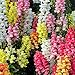 Giant Ruffled Tetra Mix Snapdragon Seeds Certified 500 Seeds (Antirrhinum Majus) Upc 643451295504