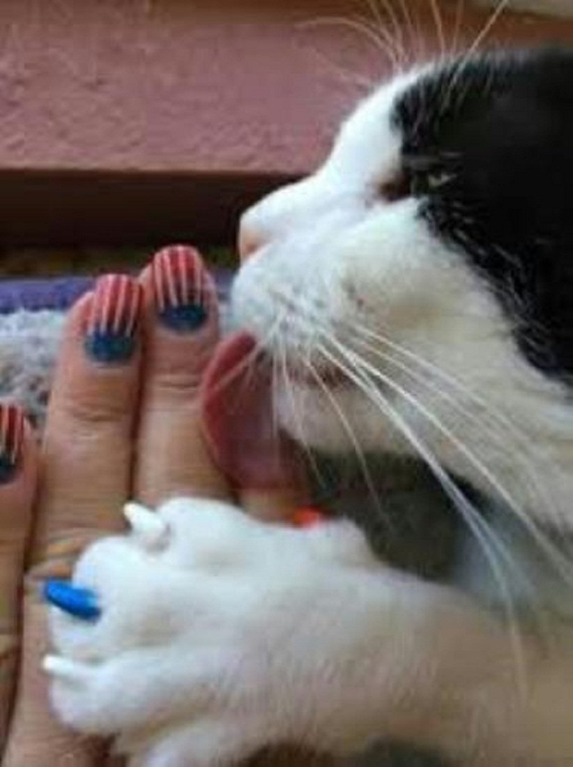 glue for cat nail caps