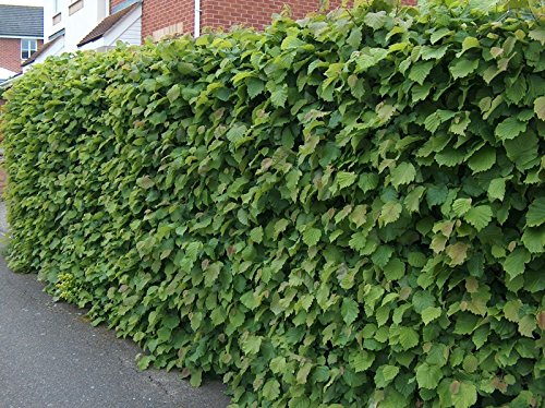 25 Hazel Corylus Avellana Field Grown 1-2ft Tall Now Hedging Plants Tree Whips