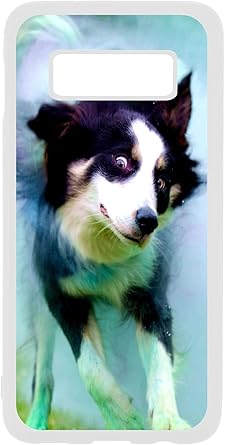 border collie accessories