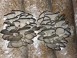 Seeds Oyster Mushrooms Spores Mycelium Spawn Dried