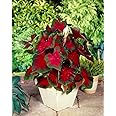 10 Florida Cardinal Caladium Bulbs for Planting - Perennial Hosta, Elephant Ears, Fancy (10 Bulbs)