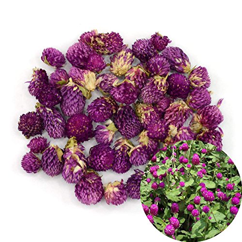image for TooGet Dried Gomphrena globosa Flower, Natural Globe Amaranth Flower W