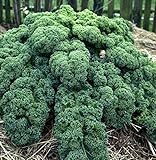 KALE, VATES BLUE CURLED SCOTCH, ORGANIC 50+ SEEDS, NON-GMO, GREAT FOR SALADS, COOKING