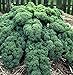 KALE, VATES BLUE CURLED SCOTCH, ORGANIC 50+ SEEDS, NON-GMO, GREAT FOR SALADS, COOKING