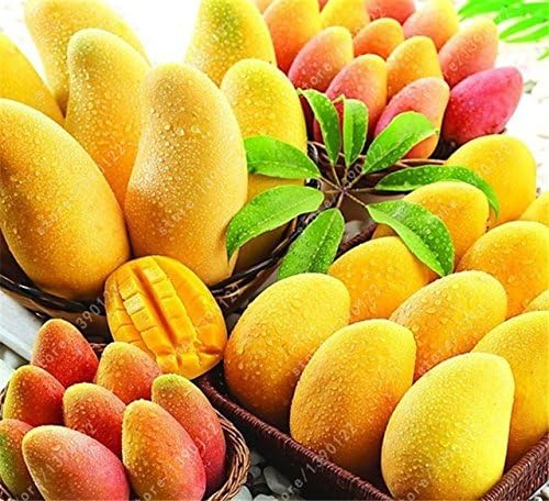 Amazon Com Solution Seeds Farm New Rare Mango Seeds Mini Mango Tree Seeds Bonsai Tree Seed Organic Fruits And Vegetables Seeds Pot For Home Garden Planting 2 Seeds Seeds Not Tree