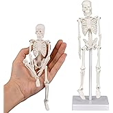 Mini Skeleton Model, 7.8" Small Anatomy Skeleton Figure, Movable Arms and Legs, Human Body Model with Base, Human Bones for Teaching Tool, Decoration