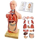 Generies 2026 New 15 Pcs Removable 3D Human Torso Anatomy Model,11 inch Human Body Model with Heart Brain Skeleton Head for Medical Student Learning,Education Display,with Wooden Base