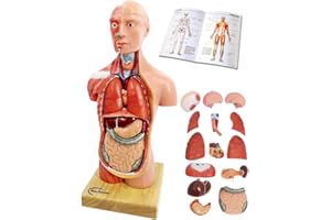 GENERIES 2024 New Human Body Model for Kids,11 inch 15 Pcs Removable 3D Human Torso Anatomy Model with Heart Brain Skeleton Head Model for Medical Student Learning,Education Display,with Wooden Base,Ages 4+