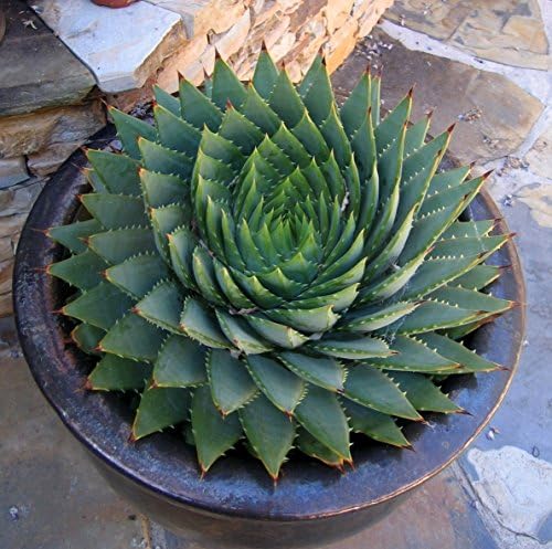 Best Garden Seeds MESA Aloe Polyphylla Rotation Plant Aloe Vera 100 Seeds
