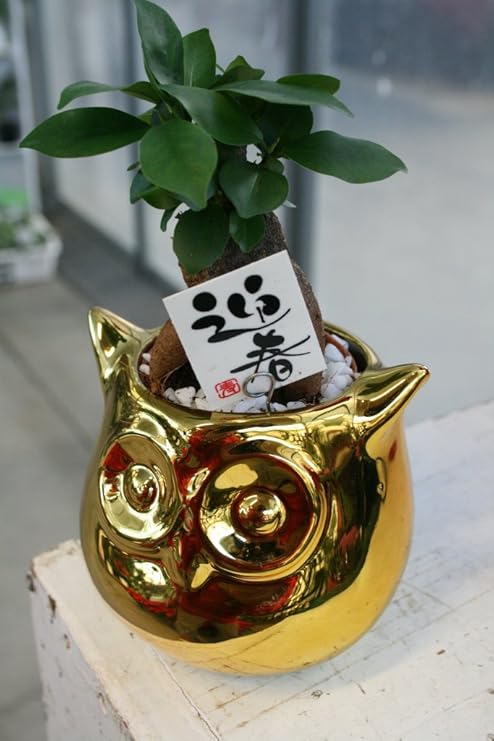 Amazon Co Jp 開運 観葉植物 金のふくろう ガジュマルラッピング代込 送料込価格 Diy 工具 ガーデン