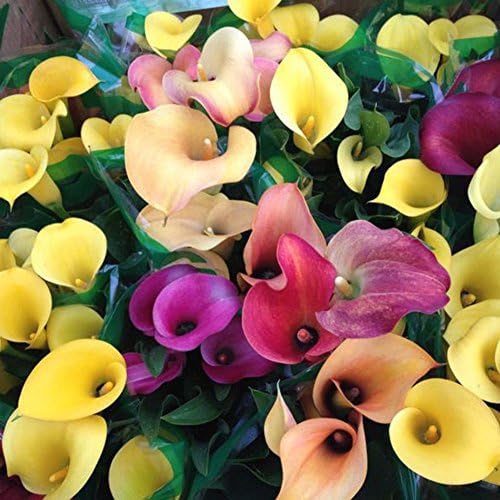 100Pcs Colorful Calla Lily Flower Seeds Rare Flower Home Garden Planting