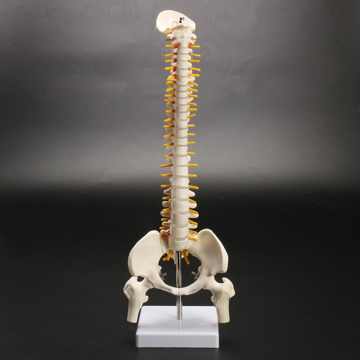 Spine Model Vertebral Column Human Spine Bone Skeleton 17.7inch Medical Rehabilitation Training Didactic