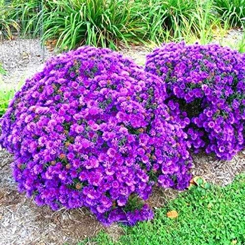 Carsge Garden - Mini Chrysanthemum Seeds Perennial Bonsai Flowers Plant Seeds