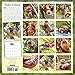 Sloths Wall Calendar 2018