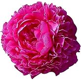 Kansas Peony - Early Double Red | 1 Gallon Peony Plant | Live Peonies Bulbs for Planting | Bsre Root Peony Plants