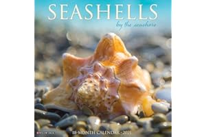 Sea Shells 2020 Wall Calendar