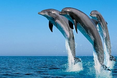 Amazon Co Jp A3 ポスター イルカは同期して水海スプレーをジャンプします 壁紙ウォールステッカーポスター A3 4x297mm Generic