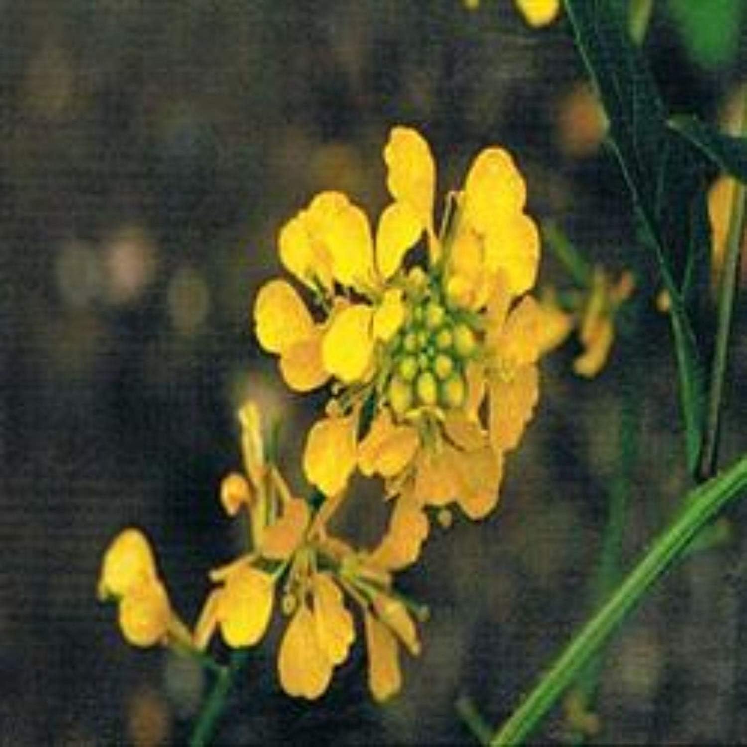 Ainsworths 10 ml Mustard Bach Flower Remedy