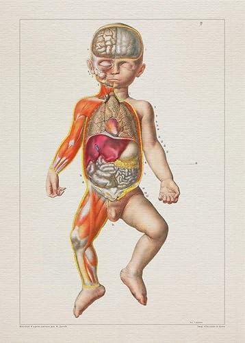 Child Anatomy - Anatomy Diagram Book