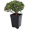 Irish Blessing Tree - Aeonium tortuosum - 2.5" Pot