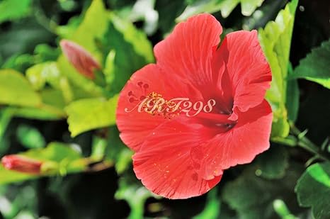 Amazon Co Jp 風景写真ポスター 沖縄 鳩間島のハイビスカス A1 84 1 59 4cm ホーム キッチン Amazon Co Jp 風景写真ポスター 沖縄 鳩間島のハイビスカス A1 84 1 59 4cm ホーム キッチン