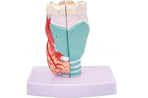 Aouzsta Anatomical Larynx Model Removable Human Throat Anatomy Model Life Size Throat Anatomy Model Teaching for Students